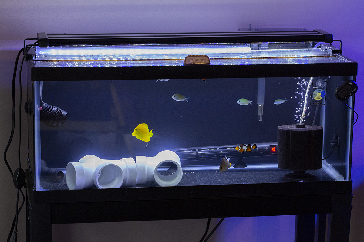 Build Thread - A Pale Blue Dot – My SPS Dominated Reef | Page 4 | Reef2Reef
