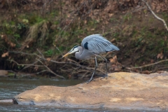 Blue Heron Chatahoochee 12-16-2012_2