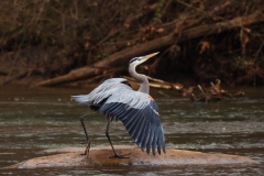 Blue Heron Chatahoochee 12-16-2012_3