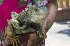 iguana