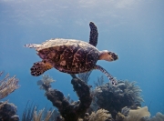 Costa Maya Sea Turtle
