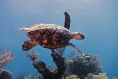 Costa Maya Sea Turtle