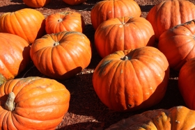 Burts Pumkin Patch
