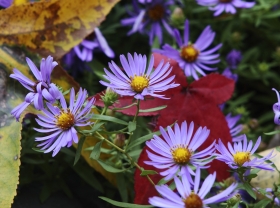 Fall Flowers along Ocoee