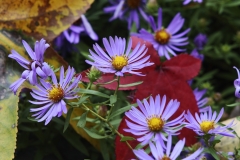Fall Flowers along Ocoee