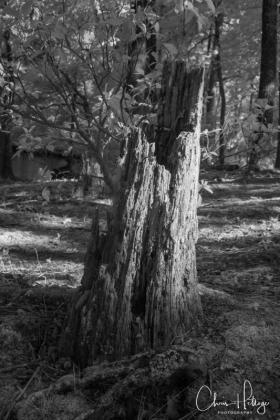LakeBurtonIR-0342