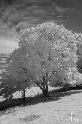 LakeBurtonIR-0349
