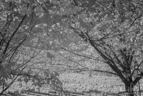 LakeBurtonIR-0362