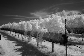 LakeBurtonIR-0369