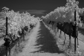 LakeBurtonIR-0373