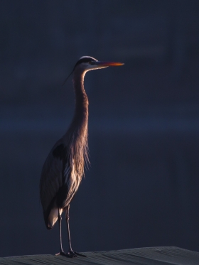 Heron