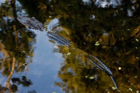 STS-128 Discovery Nasa Gator