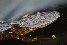 STS-128 Discovery Nasa Gator